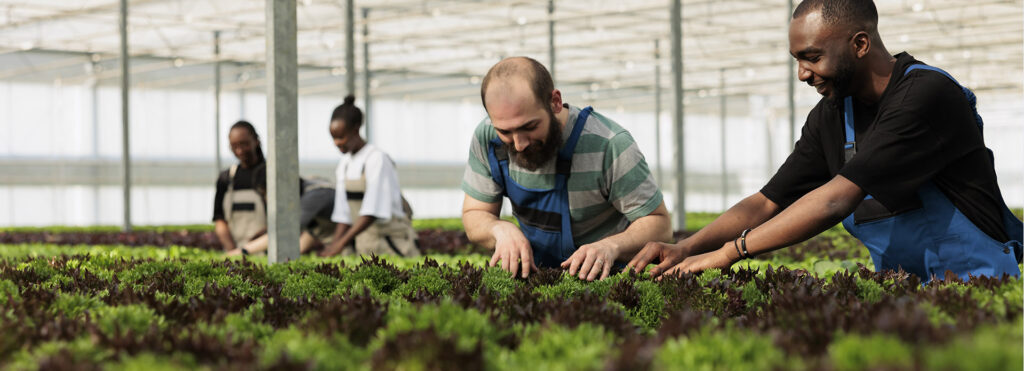 Farm workers in blue overalls tending rows of green and purple lettuce in a greenhouse.